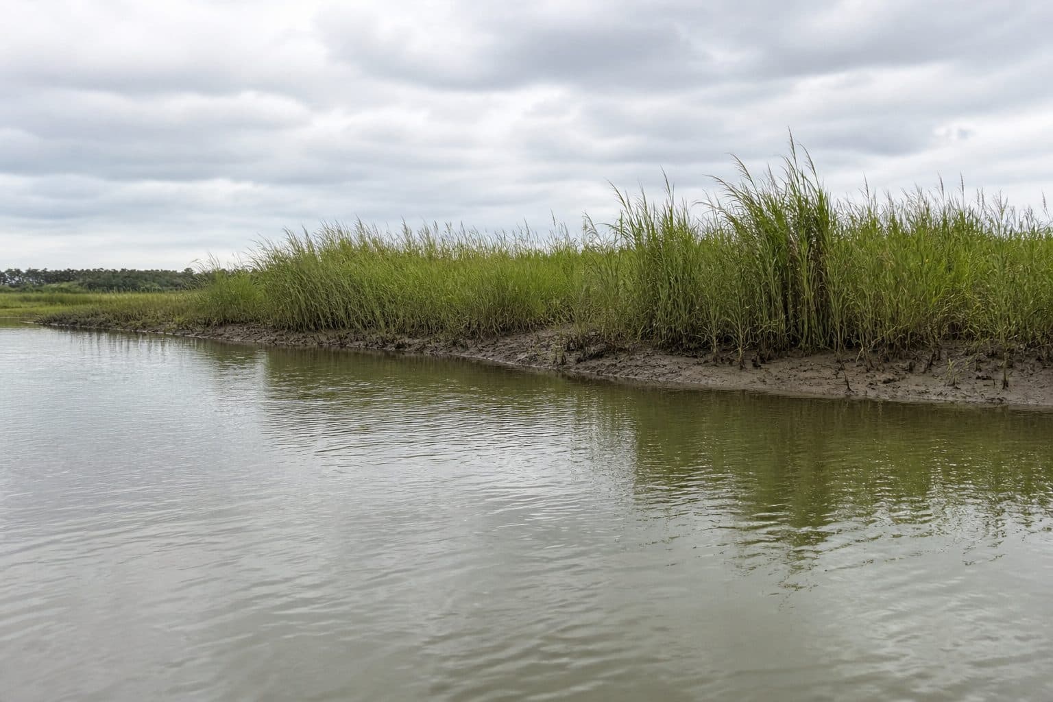 Venice open marsh